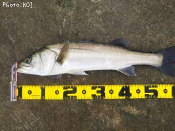 �����Х�