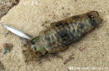 ¥¢¥ª¥ê¥¤¥«