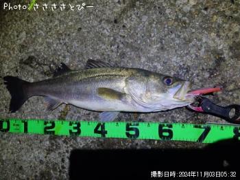 ÂÀÅáµû¡õ¥·¡¼¥Ð¥¹¡õ¥¢¥¸¡õ¥µ¥Ð