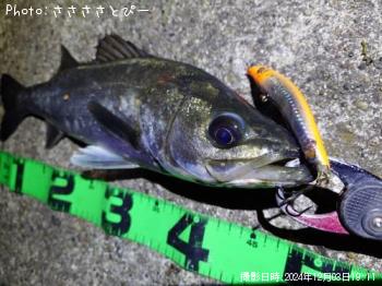 �����Х�