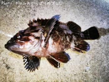 ¥ª¥¦¥´¥ó¥à¥é¥½¥¤