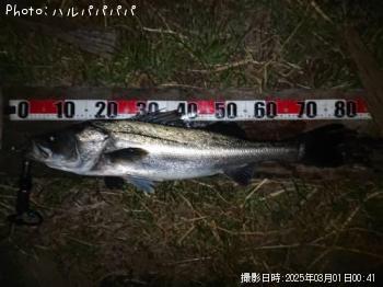 �����Х�