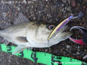 �����Х�