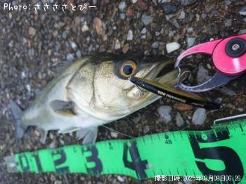 �����Х�