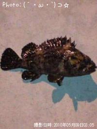 ¥à¥é¥½¥¤¡©