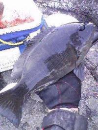 ¸ýÂÀ¥á¥¸¥Ê