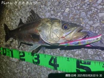 �����Х�