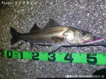 �����Х�