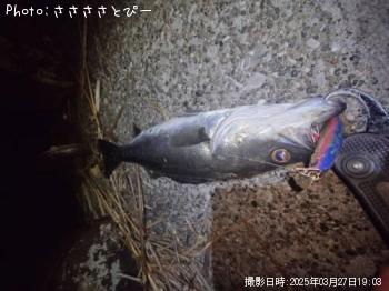 �����Х�