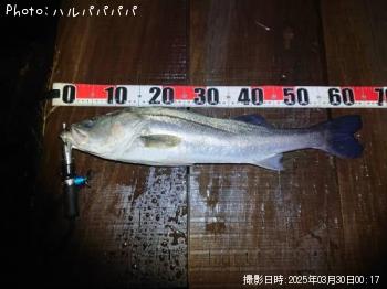 �����Х�����������