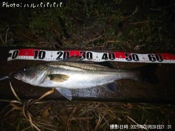 �����Х�����������