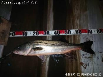 �����Х�