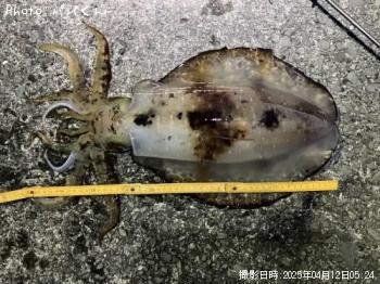 ¥¢¥ª¥ê¥¤¥«