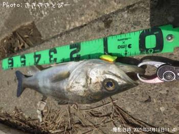 ¥·¡¼¥Ð¥¹¡õ¥¯¥í¥À¥¤