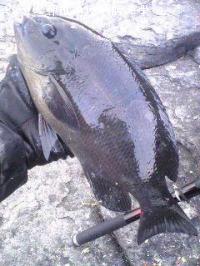 �����᥸��