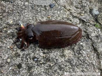 ¥â¥ó¥´¥¦¥¤¥«