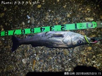 �����Х�