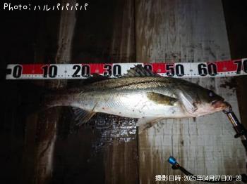 ¥·¡¼¥Ð¥¹¡õ¥¯¥í¥À¥¤