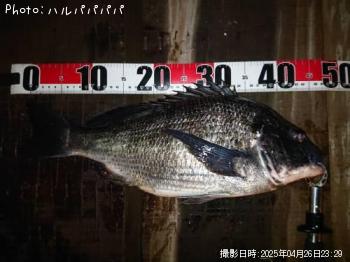 ¥·¡¼¥Ð¥¹¡õ¥¯¥í¥À¥¤