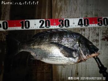 ¥·¡¼¥Ð¥¹¡õ¥¯¥í¥À¥¤