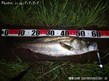 ¥·¡¼¥Ð¥¹¡õ¥¯¥í¥À¥¤