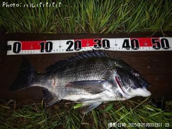 ¥·¡¼¥Ð¥¹¡õ¥¯¥í¥À¥¤