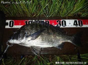 ¥·¡¼¥Ð¥¹¡õ¥¯¥í¥À¥¤