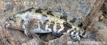 �����ʥ�