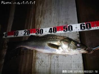 �����Х�����������