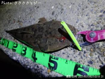 ¥Þ¥´¥Á¡õ¥·¡¼¥Ð¥¹