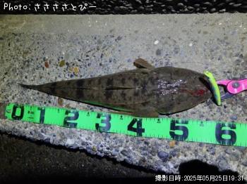 ¥Þ¥´¥Á¡õ¥·¡¼¥Ð¥¹