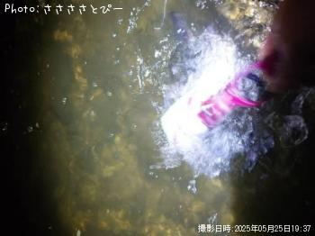 ¥Þ¥´¥Á¡õ¥·¡¼¥Ð¥¹