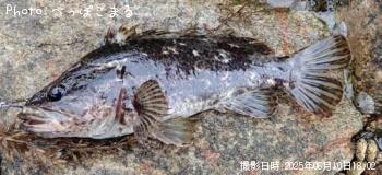 ¥¿¥±¥Î¥³¥á¥Ð¥ë