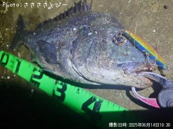 クロダイ