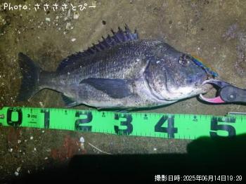クロダイ
