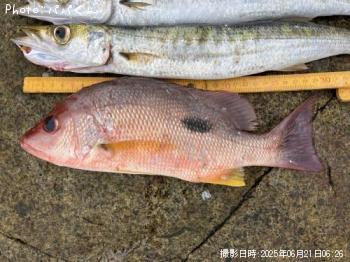 �����ۥ��ե�����