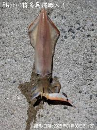 �����ꥤ��