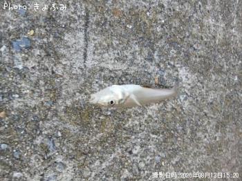 ���������㥳