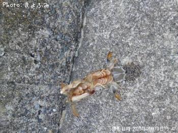 ���������㥳