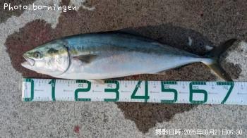 ��饵