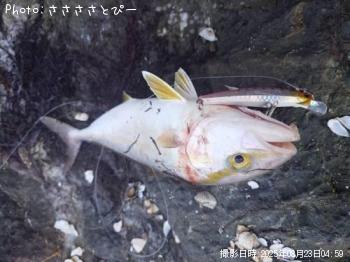 ���祴�����ޥ�