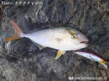 ���祴�����ޥ�