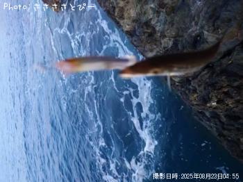 ���祴�����ޥ�