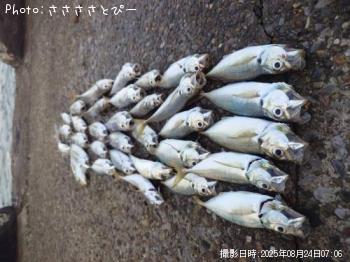 �����������ޥ�