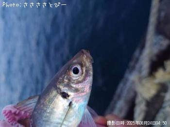 �����������ޥ�