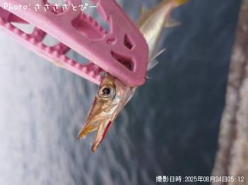 �����������ޥ�