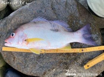 ¥¯¥í¥Û¥·¥Õ¥¨¥À¥¤