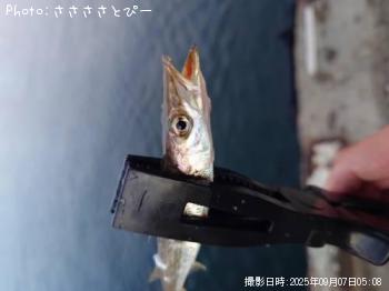 ���������ޥ���������