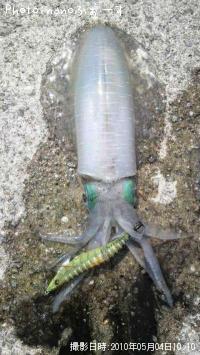 ¥¢¥ª¥ê¥¤¥«