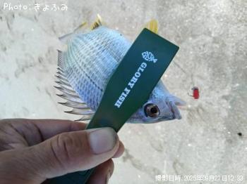 ���ӥ�